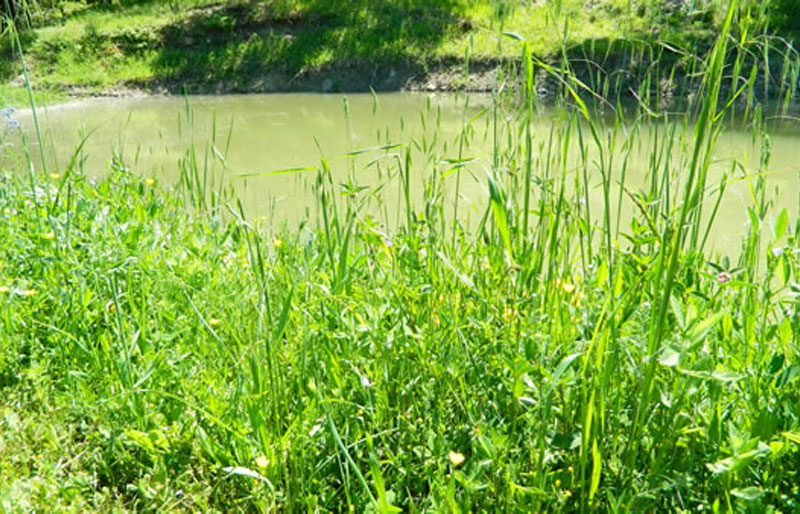 Water basin at the podere