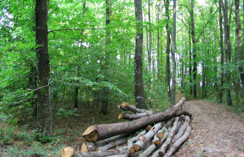 Mount Amiata - Kastanienwald