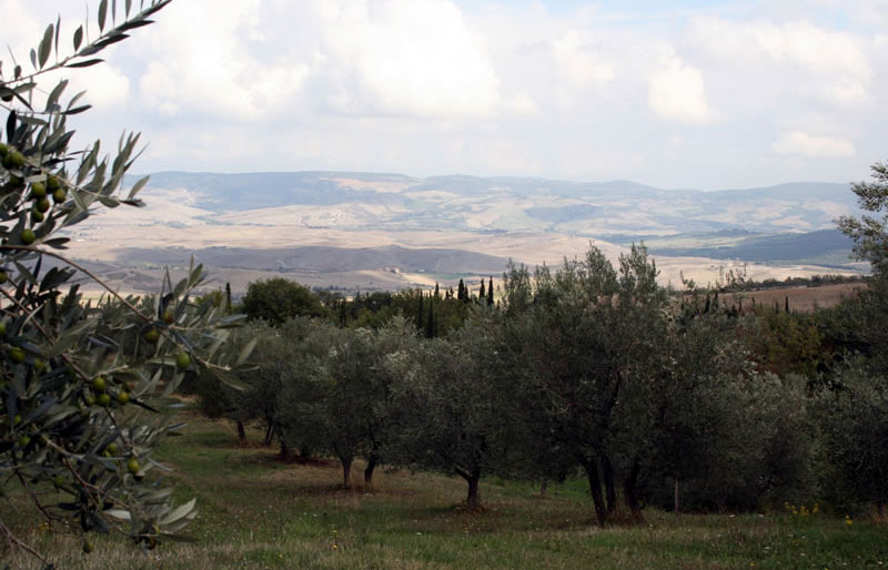 L'oliveto del podere