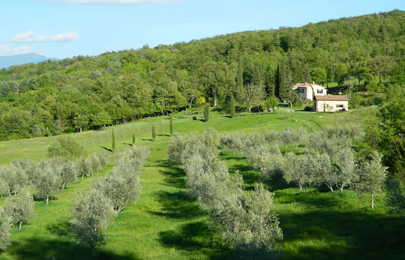 Il podere visto dall'oliveto